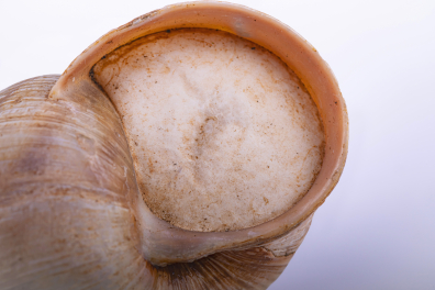 Epiphragme (ou opercule) d'un escargot de Bourgogne (Helix pomatia) - détail